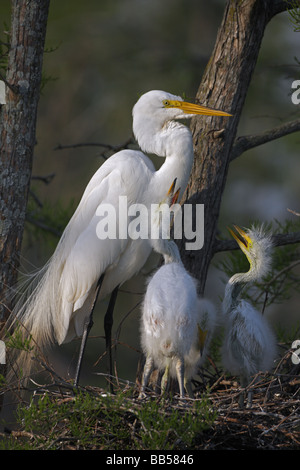 Airone bianco maggiore (Casmerodius Albus) adulti con i giovani sul nido - Louisiana - USA Foto Stock