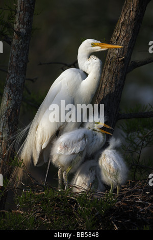 Airone bianco maggiore (Casmerodius Albus) adulti con i giovani sul nido - Louisiana - USA Foto Stock