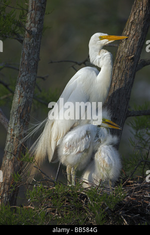 Airone bianco maggiore (Casmerodius Albus) adulti con i giovani sul nido - Louisiana - USA Foto Stock