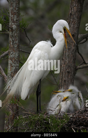 Airone bianco maggiore (Casmerodius Albus) adulti con i giovani sul nido - Louisiana - USA Foto Stock