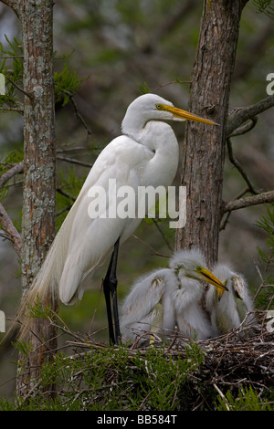 Airone bianco maggiore (Casmerodius Albus) adulti con i giovani sul nido - Louisiana - USA Foto Stock