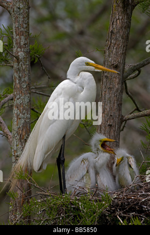 Airone bianco maggiore (Casmerodius Albus) adulti con i giovani sul nido - Louisiana - USA Foto Stock