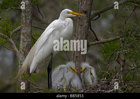 Airone bianco maggiore (Casmerodius Albus) adulti con i giovani sul nido - Louisiana - USA Foto Stock