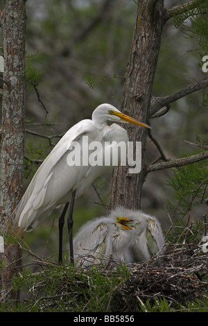 Airone bianco maggiore (Casmerodius Albus) adulti con i giovani sul nido - Louisiana - USA Foto Stock