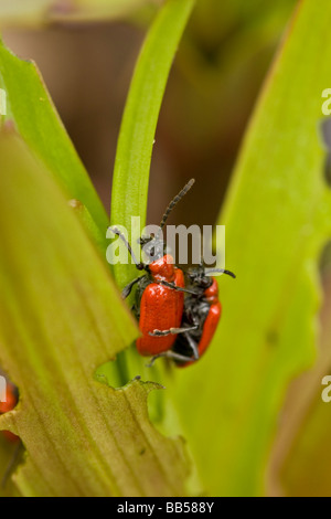 L'accoppiamento Scarlet Lily coleotteri (Lilioceris lilii) Foto Stock