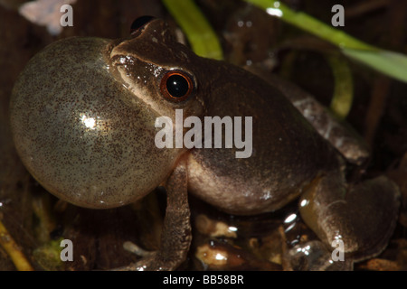 La molla Peeper (Pseudacris senape) maschio chiamando per attrarre femmine - New York - USA Foto Stock