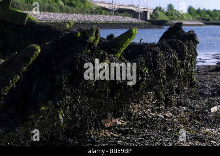 Marciume dello scafo in legno Foto Stock