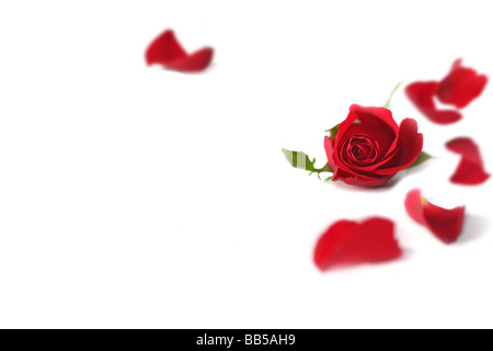 Red Rose con petali su bianco Foto Stock