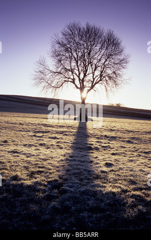 Campo di cenere, Longnor, Parco Nazionale di Peak District Foto Stock