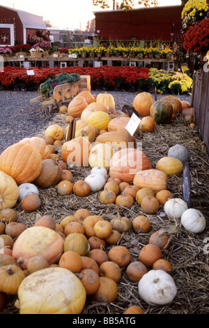 Varietà di zucche rientrano in varie dimensioni su letto di paglia Foto Stock