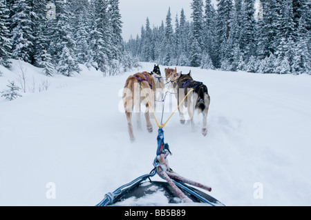 Vista di una slitta trainata da cani team come si vede dalla slitta slitte trainate dai cani nella neve al Lago Louise Mountain Resort in Canada Foto Stock