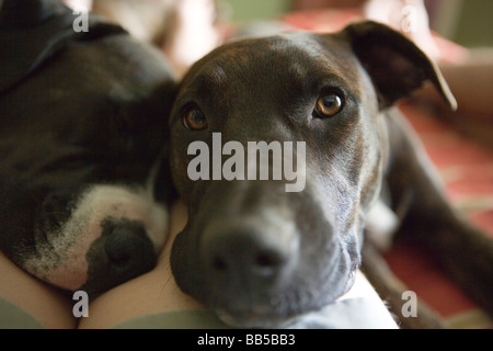 Due cani posa su una persona della gamba, in appoggio sul letto, guardando la fotocamera Foto Stock