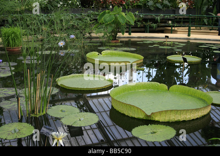 Waterlilies nella casa Ninfea, Kew Foto Stock