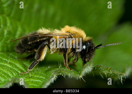 Un minatore bee poggiante su un ortica Foto Stock