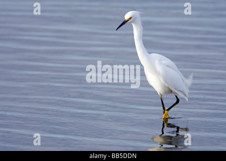 Un Airone nevoso wades attraverso Elkhorn Slough in Moss Landing, California. Foto Stock