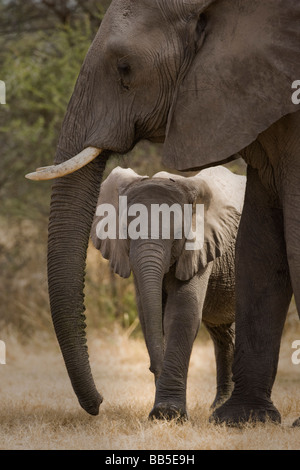 Carino Baby Elefante africano guarda fuori da sotto la protezione di Madre della testa e del tronco Foto Stock