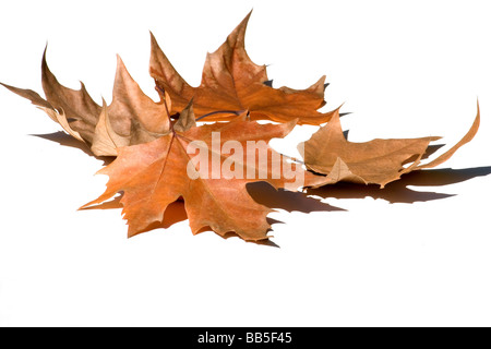 Foglie di autunno Foto Stock