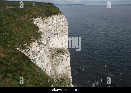 Bempton Cliffs RSPB riserva Yorkshire Foto Stock