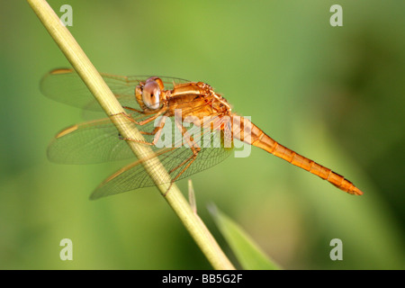 Maschio a forma di libellula scarlatta Crocothemis erythraea in appoggio sullo stelo di Antananarivo in Madagascar Foto Stock