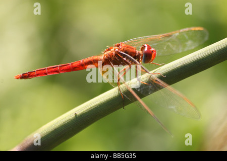 Maschio Skimmer scarlatto (a.k.a. Ruddy Marsh Skimmer / Crimson Darter) Crocothemis servilia in appoggio sullo stelo Foto Stock