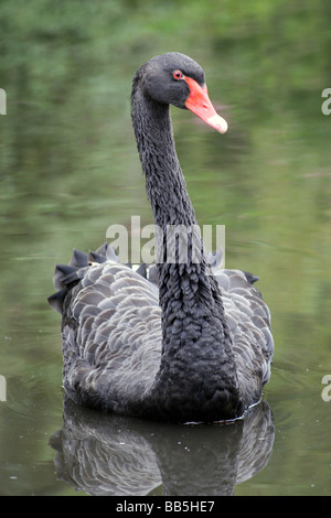 Ritratto di cigno nero Cygnus atratus nuoto a Martin mera WWT, LANCASHIRE REGNO UNITO Foto Stock