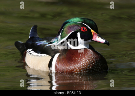 Carolina maschio (legno) anatra Aix sponsa nuoto su acqua prelevata a Martin mera WWT, LANCASHIRE REGNO UNITO Foto Stock