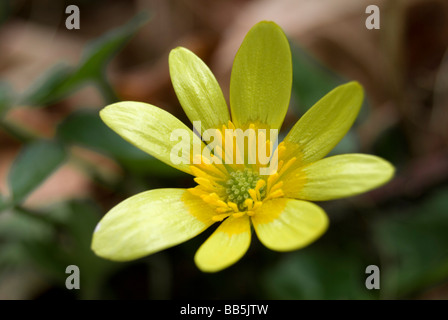 Ranunculus ficaria, Lesser celandine Foto Stock