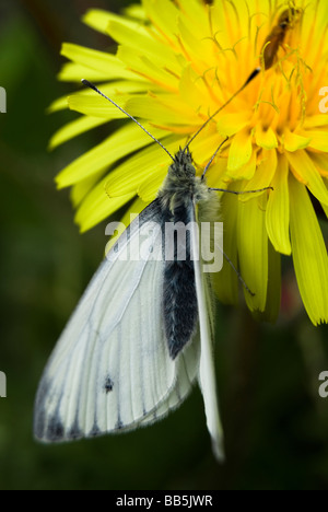 Verde-bianco venato butterfly, Artogeia napi Foto Stock