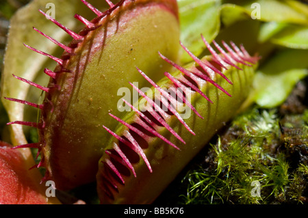 Venus Fly Trap (Dionaea muscipula) Foto Stock
