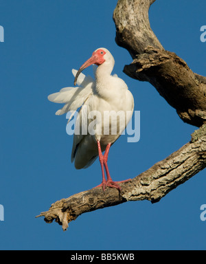 Americano bianco ibis Eudocimus albus Florida USA Foto Stock