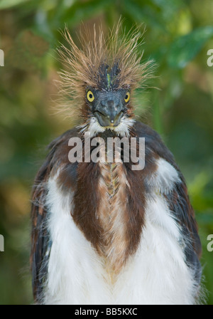 Airone tricolore Egretta tricolore Florida USA Foto Stock