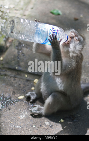 Lunga coda Macaque acqua potabile da una bottiglia di plastica Foto Stock