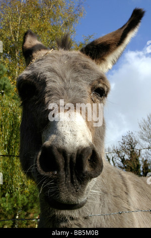 Close up di un asino in un campo Foto Stock