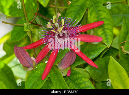 Fiore della passione Passiflora Foto Stock