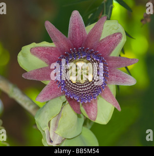 Fiore della passione Passiflora Foto Stock