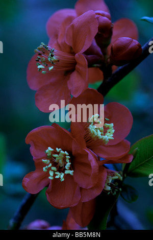 Piante;arbusti;Cotogna giapponese;"Chaenomeles speciosa';cv.corona d'oro;piccolo gruppo di fiori. Foto Stock