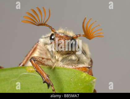 La testa e le antenne di un adulto cockchafer Melolontha melolontha o bug su una foglia Foto Stock