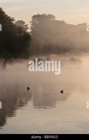 Regno Unito, due uccelli sulla calma e lago di nebbia Foto Stock