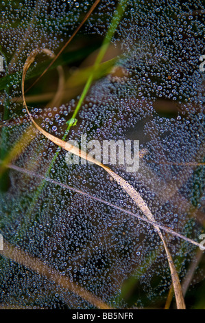 Gocce di rugiada appeso su una spider web in erba Foto Stock