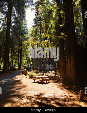 Per Picnic e Camping in mezzo di alberi di sequoia in Paolo M Dimmick Memorial stato Grove Park Mendocino co California Foto Stock