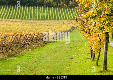 Denbies vigneto in colori autunnali, Dorking, Surrey, Regno Unito Foto Stock