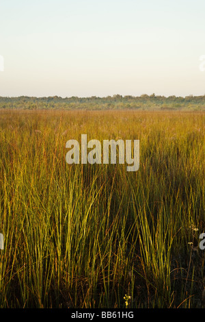 Sawgrass Prairie, Everglades National Park, Florida. Foto Stock