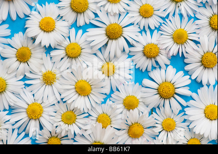 Bellis perennis. Daisy comune fiori su sfondo blu Foto Stock