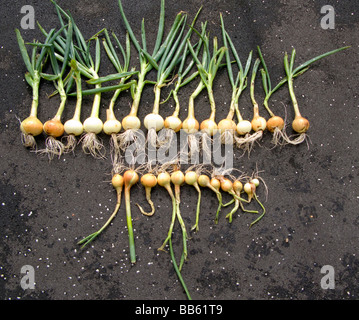 Fresca cipolle organico previsto in una riga Foto Stock