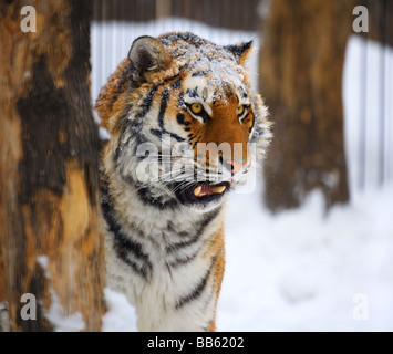 Giovani ritratto tiger zoo di Novosibirsk Foto Stock