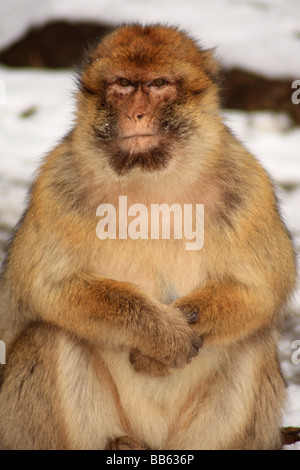 Barberia Ape (Lo Strinare margot) si siede nella neve in una foresta di cedro a Azrou nel Medio Atlante regione, Marocco Foto Stock