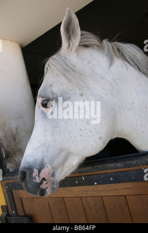 Di pura razza cavallo stallone al Alter do Chao studfarm in Portogallo Foto Stock