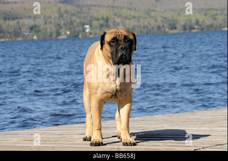 Un bullmastiff, mastiff, cani cane in piedi sul dock con un lago e montagne sullo sfondo. La lealtà, il migliore amico dell'uomo. Foto Stock