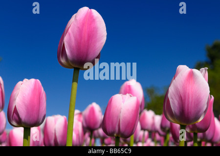 Close up di un giardino con una rosa alti Ollioules tulipani Olandesi e cielo blu a Ottawa Tulip Festival di Primavera letto giardino Canada Foto Stock
