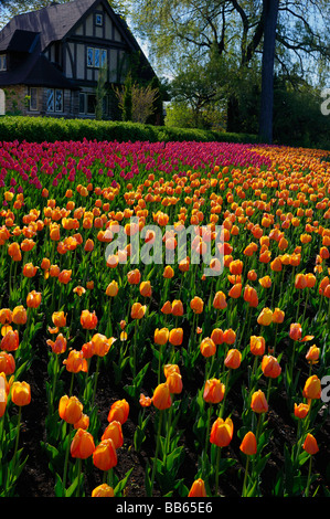 Letto grande di orange arrossendo apeldoorn e rosa attila tulipani a Ottawa tulip festival con giardino in stile tudor house Foto Stock